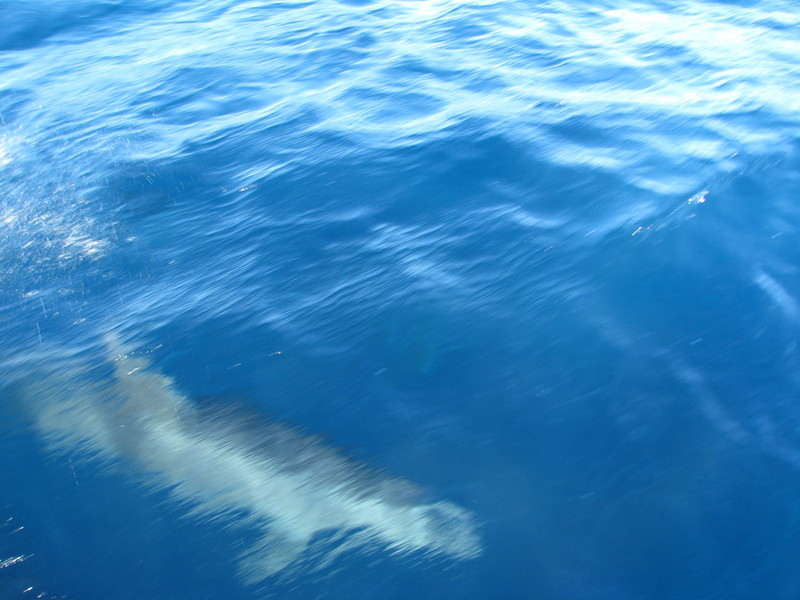 Visite aux dauphins