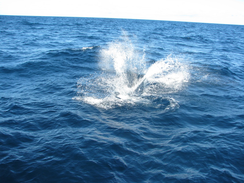 Visite aux dauphins