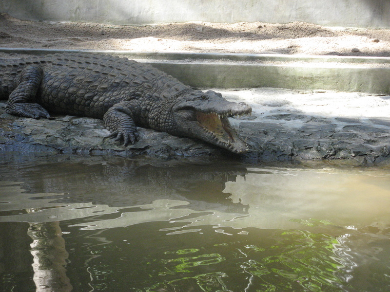 Croco, vivant !