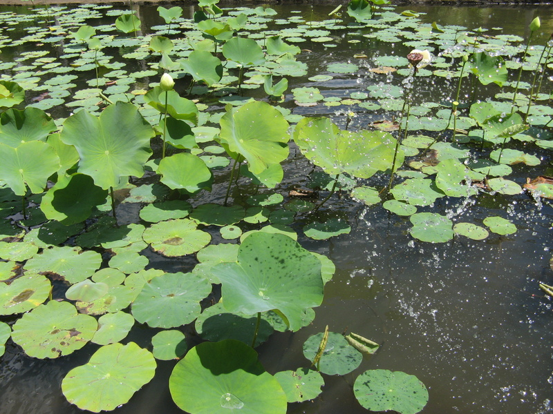 Lotus