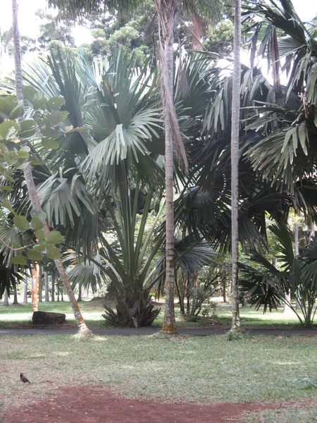 Jardin Pamplemousse