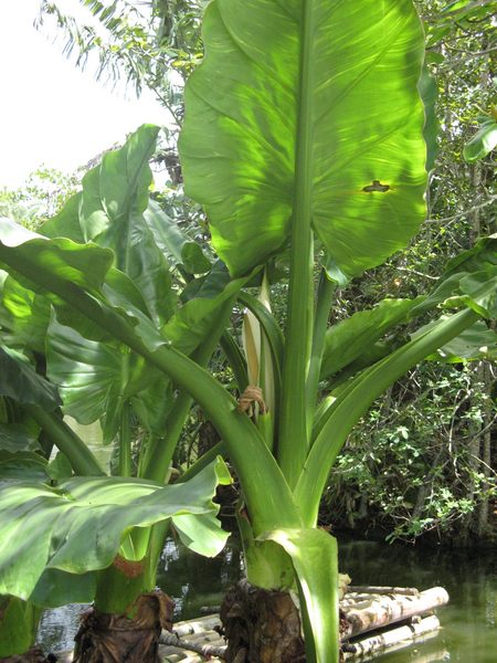 Jardin Pamplemousse