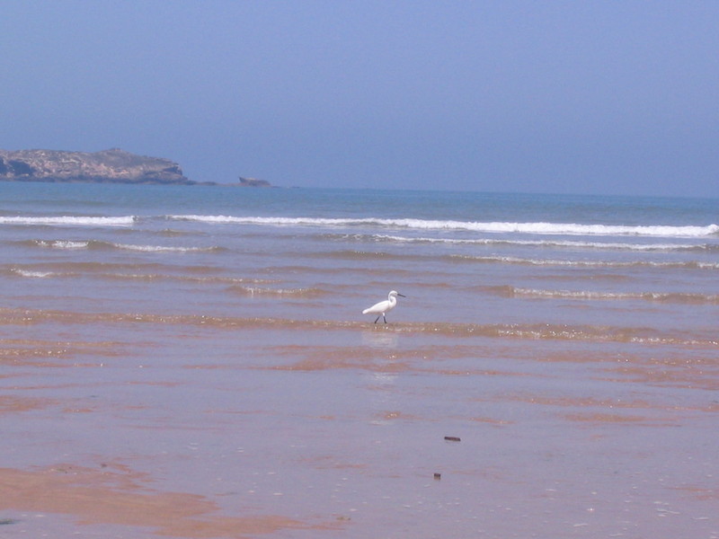PHOTOS_ESSAOUIRA/img_1259.jpg