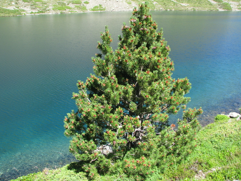lac ilehou