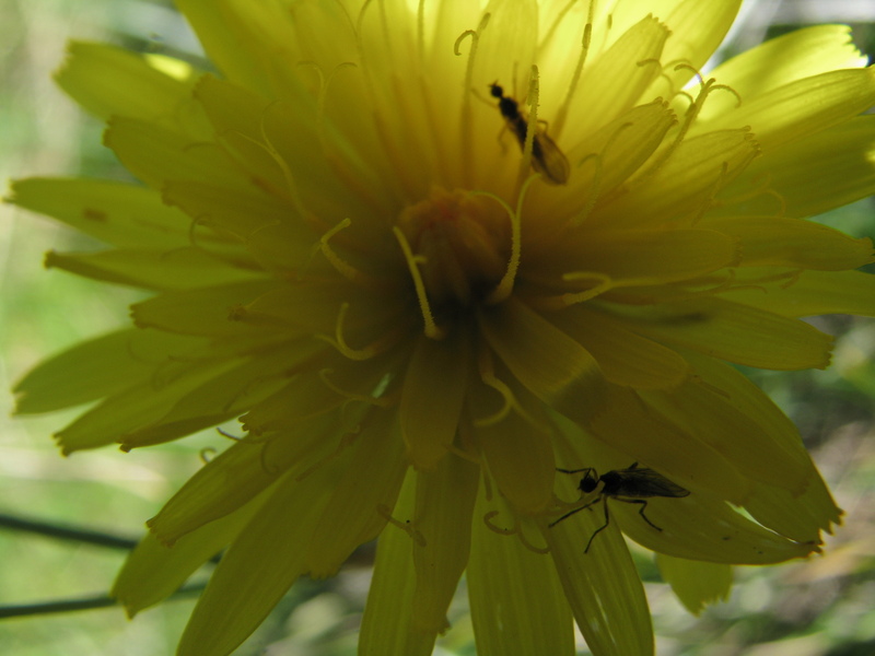 tentative macro ; fleur jaune