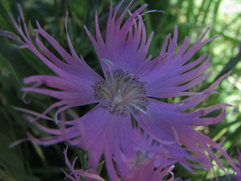 fleur